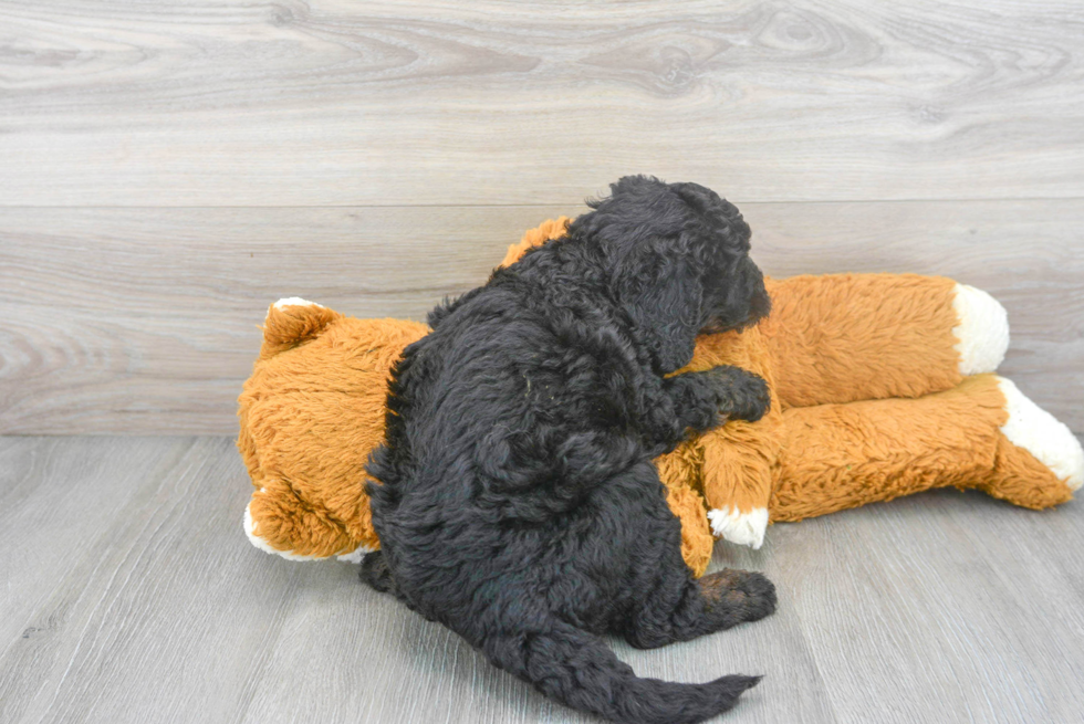 Little Mini Berniedoodle Poodle Mix Puppy