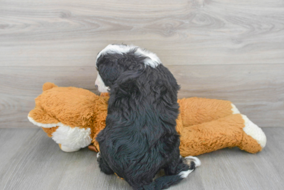 Best Mini Bernedoodle Baby