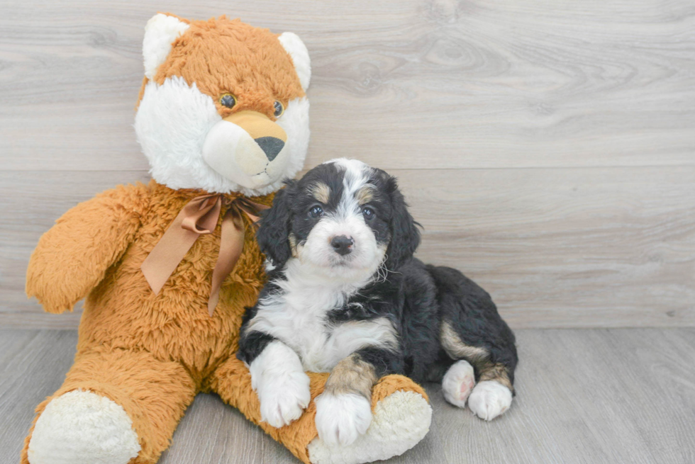 Hypoallergenic Bernadoodle Poodle Mix Puppy