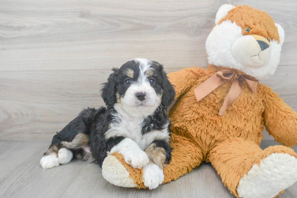 Mini Bernedoodle Puppy for Adoption