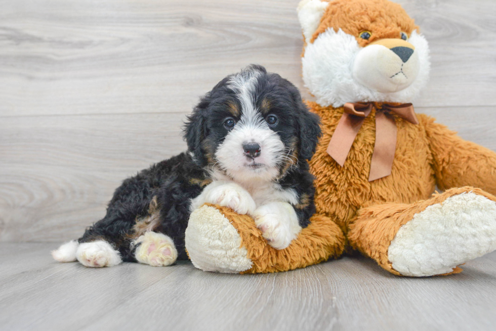 Mini Bernedoodle Puppy for Adoption