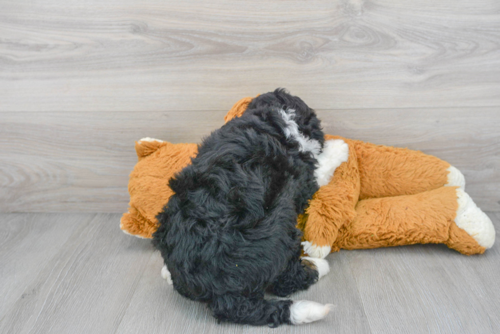 Mini Bernedoodle Puppy for Adoption