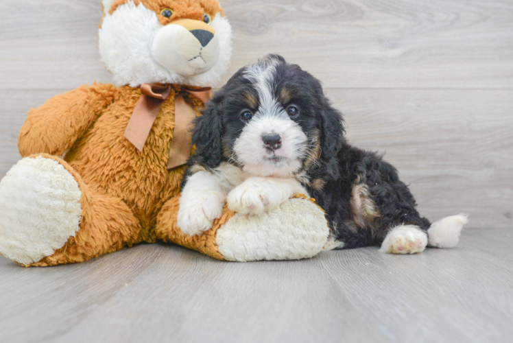 Best Mini Bernedoodle Baby