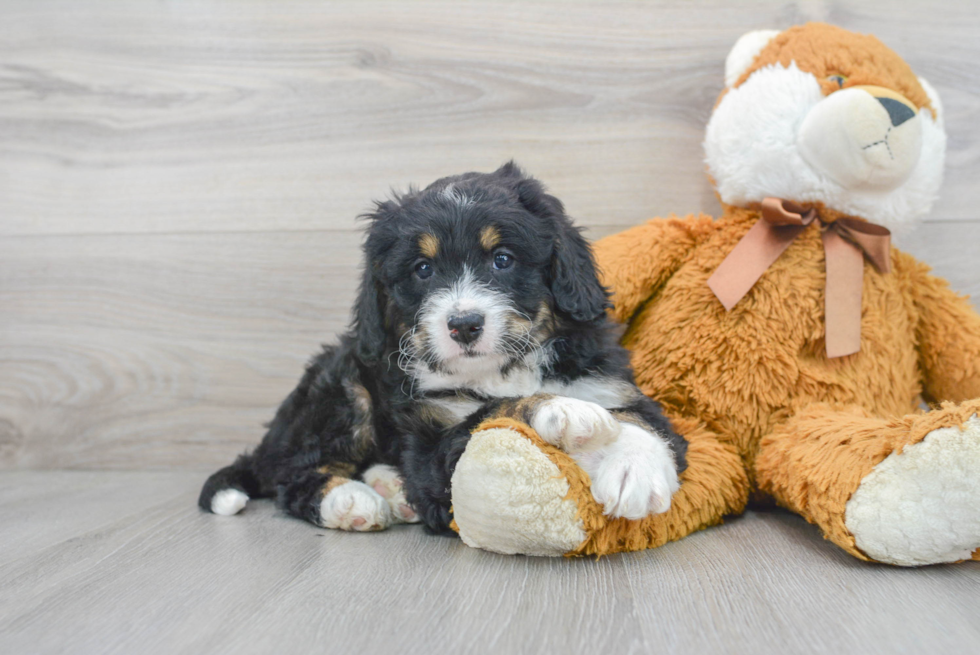 Mini Bernedoodle Pup Being Cute