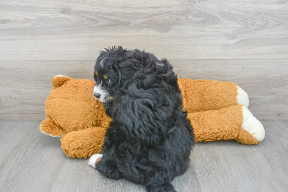 Adorable Mini Berniedoodle Poodle Mix Puppy