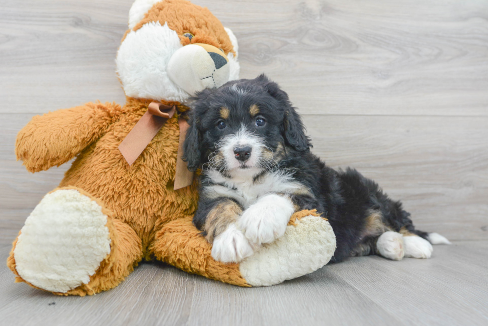 Adorable Bernadoodle Poodle Mix Puppy