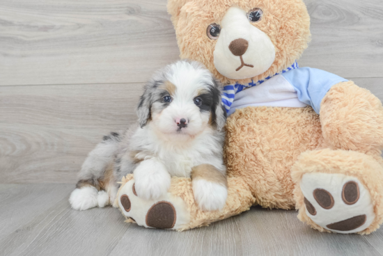 Best Mini Bernedoodle Baby