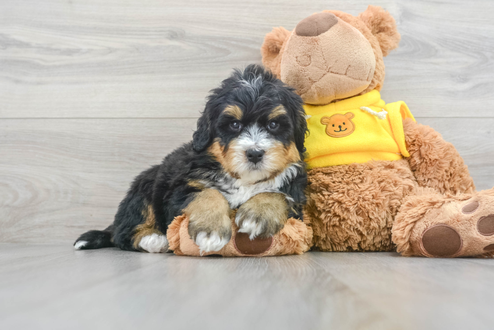 Energetic Bernadoodle Poodle Mix Puppy