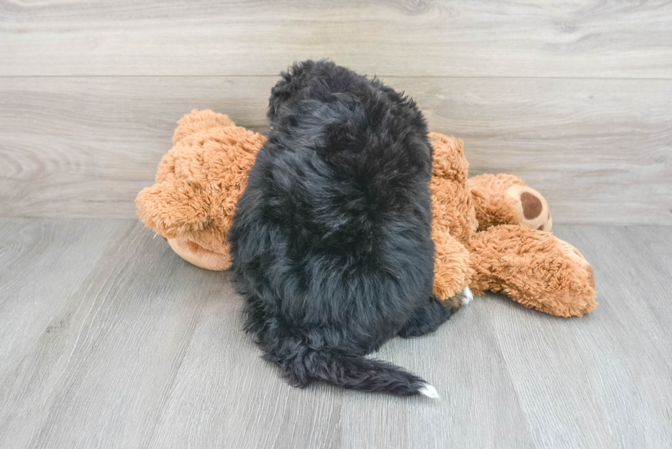 Mini Bernedoodle Pup Being Cute