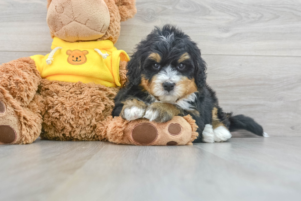 Mini Bernedoodle Puppy for Adoption