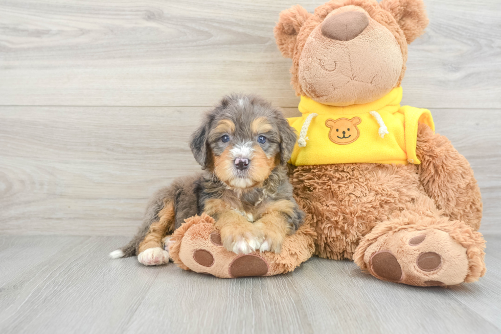 Cute Mini Bernedoodle Baby