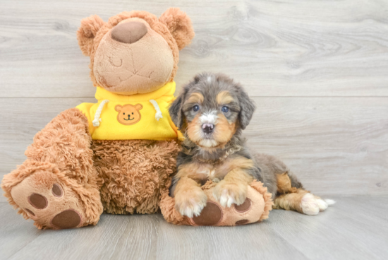 Best Mini Bernedoodle Baby