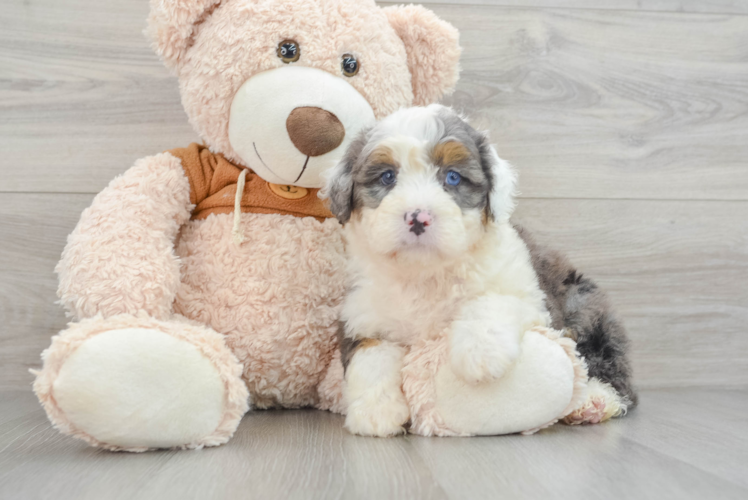 Sweet Mini Bernedoodle Baby