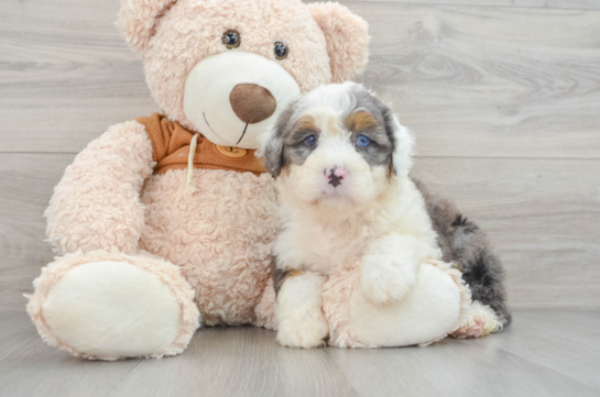 Sweet Mini Bernedoodle Baby