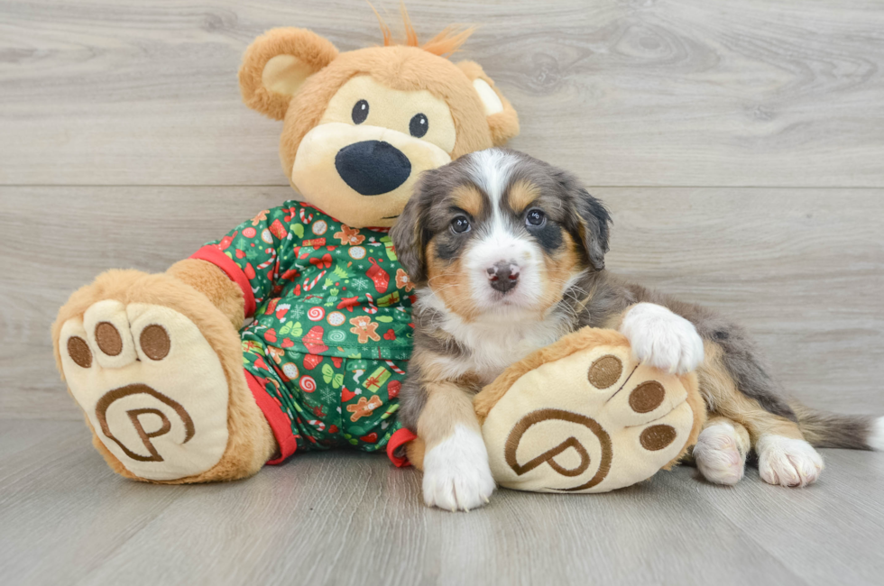 5 week old Mini Bernedoodle Puppy For Sale - Premier Pups