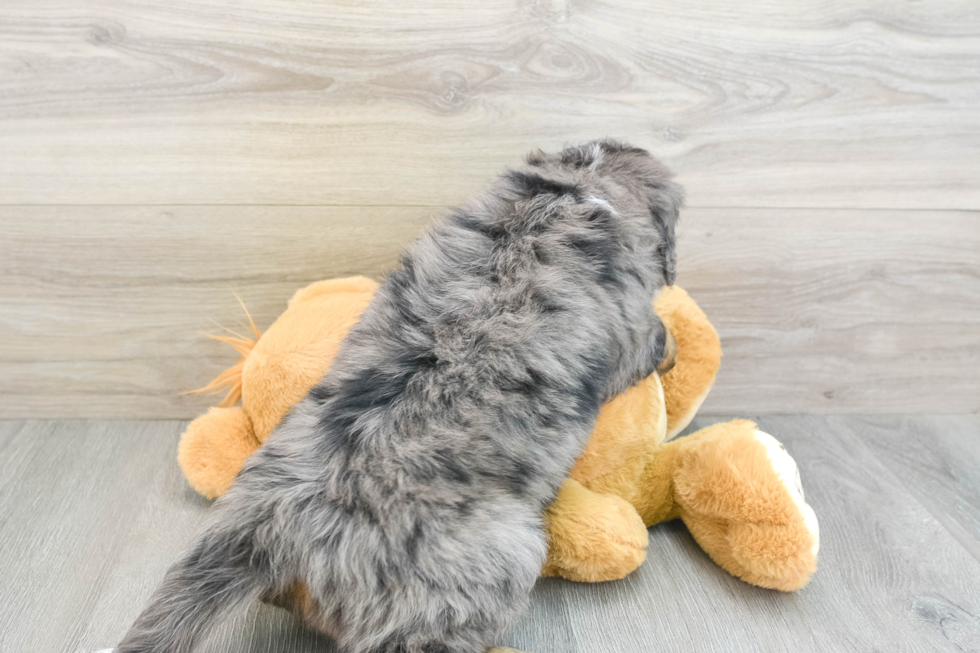 Popular Mini Bernedoodle Poodle Mix Pup