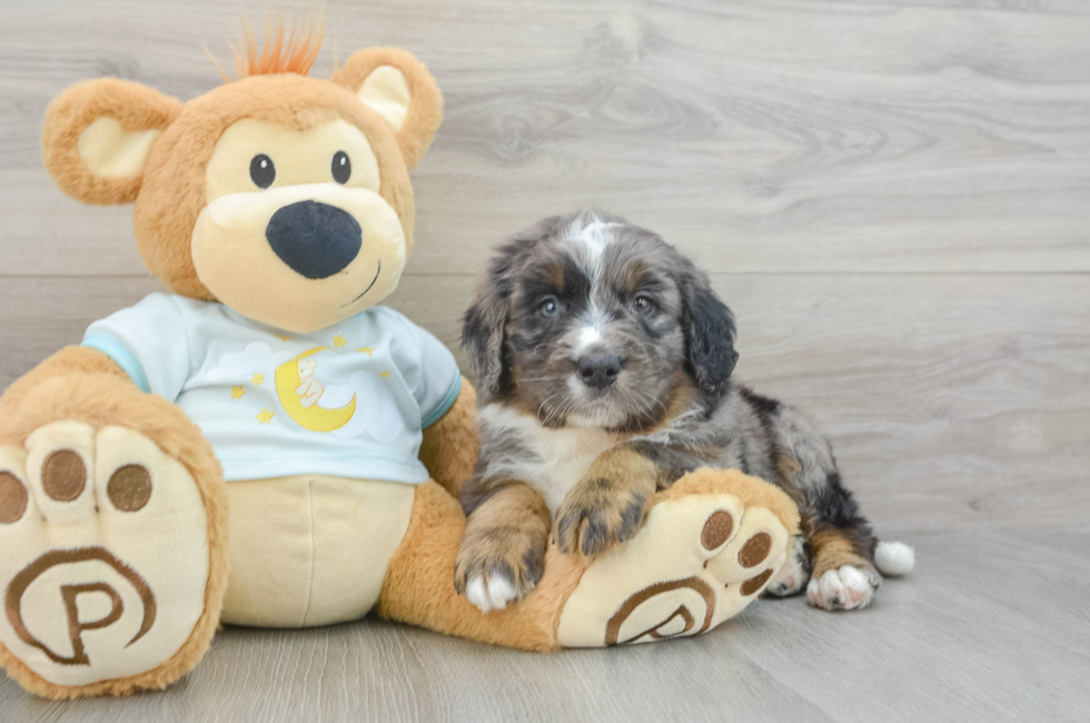 5 week old Mini Bernedoodle Puppy For Sale - Premier Pups