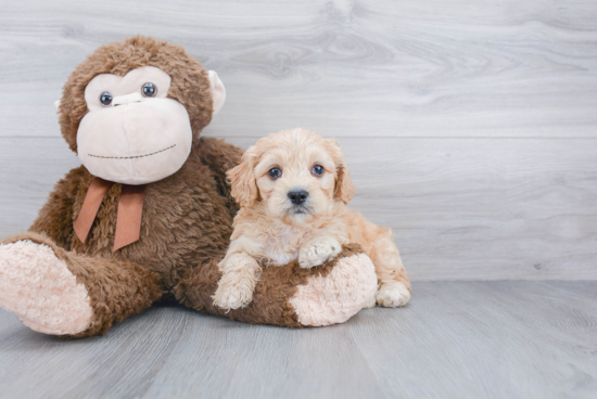 Sweet Mini Bernedoodle Baby