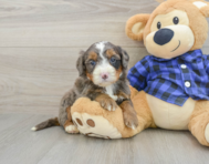 8 week old Mini Bernedoodle Puppy For Sale - Premier Pups