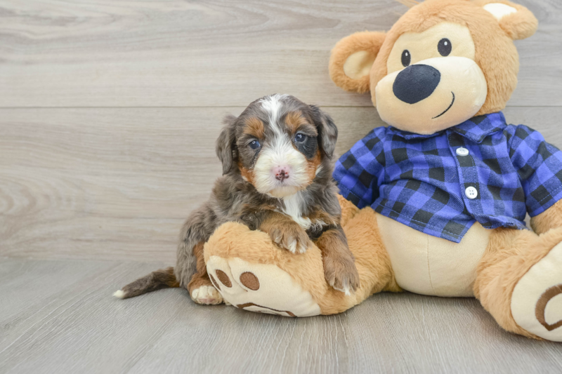 Meet Julius - our Mini Bernedoodle Puppy Photo 1/12 - Premier Pups