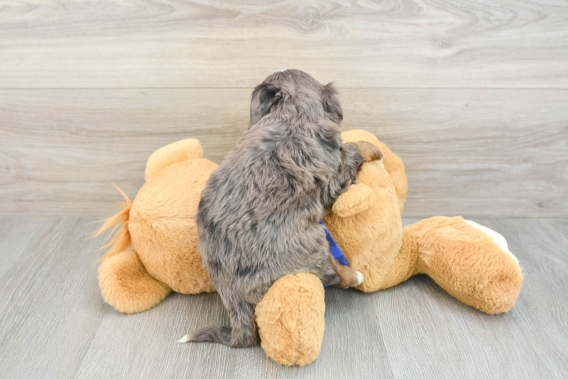 Meet Julius - our Mini Bernedoodle Puppy Photo 2/12 - Premier Pups