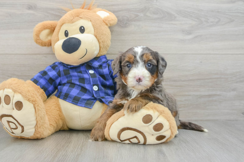 Meet Julius - our Mini Bernedoodle Puppy Photo 3/12 - Premier Pups