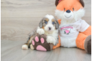 Popular Mini Bernedoodle Poodle Mix Pup