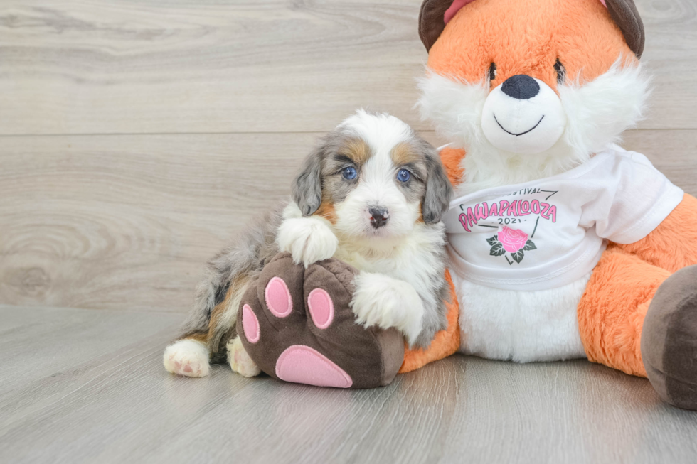 Popular Mini Bernedoodle Poodle Mix Pup