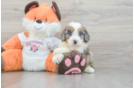 Adorable Mini Berniedoodle Poodle Mix Puppy