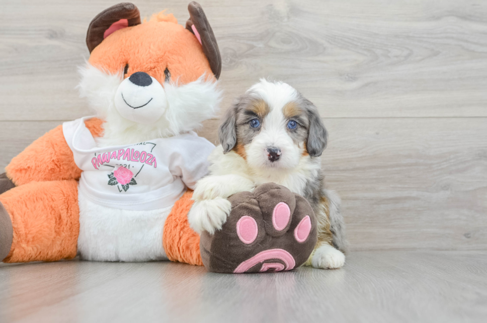 5 week old Mini Bernedoodle Puppy For Sale - Premier Pups