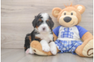Mini Bernedoodle Pup Being Cute