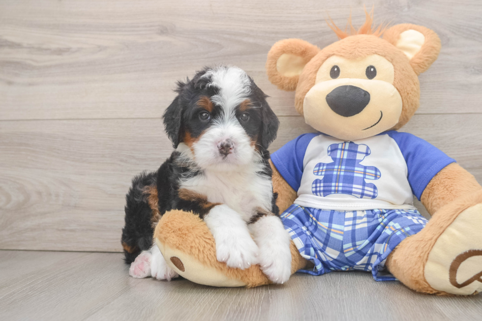 Mini Bernedoodle Pup Being Cute