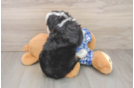 Sweet Mini Bernedoodle Baby
