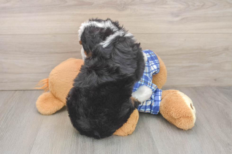 Sweet Mini Bernedoodle Baby