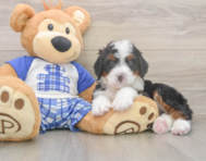 7 week old Mini Bernedoodle Puppy For Sale - Premier Pups