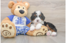 Best Mini Bernedoodle Baby