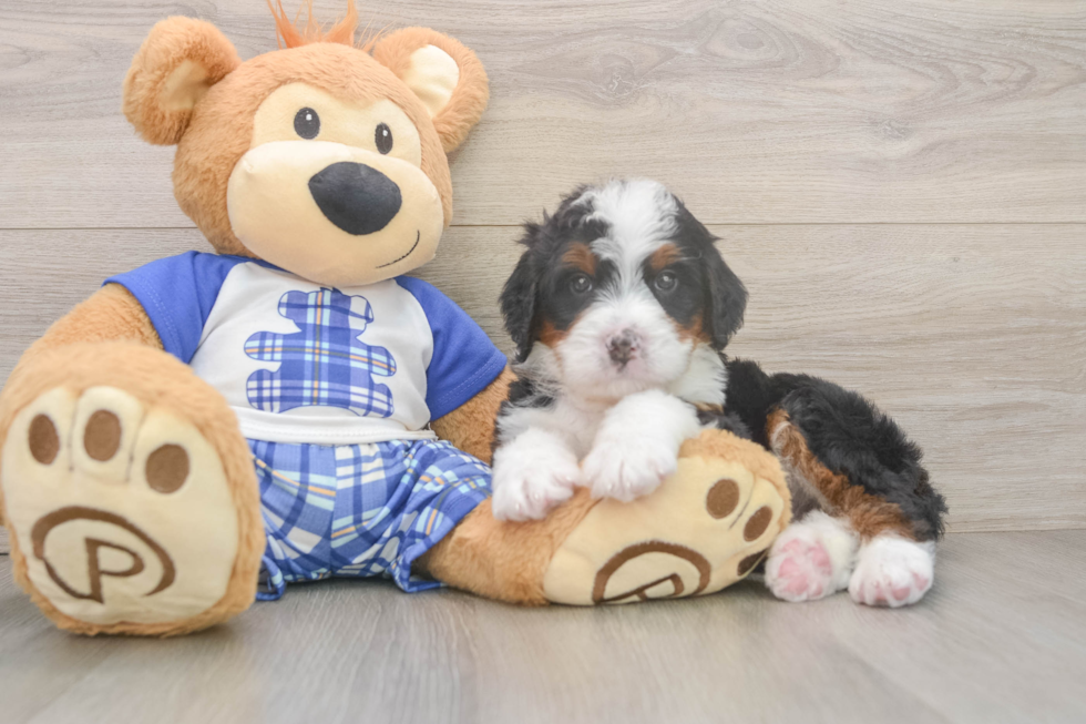 Best Mini Bernedoodle Baby