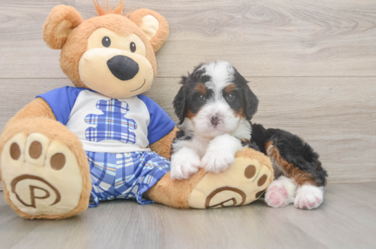 Best Mini Bernedoodle Baby