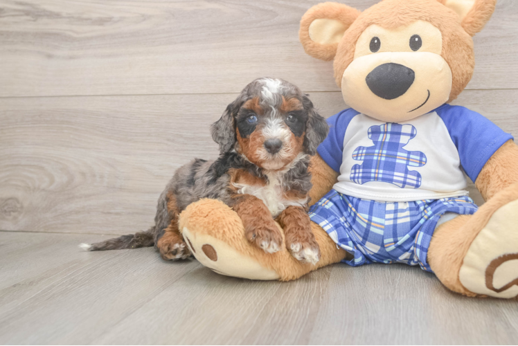 Hypoallergenic Mini Bernepoo Poodle Mix Puppy