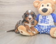 6 week old Mini Bernedoodle Puppy For Sale - Premier Pups