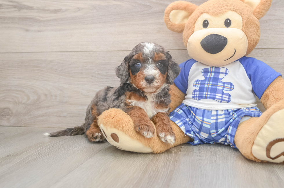 5 week old Mini Bernedoodle Puppy For Sale - Premier Pups