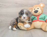 6 week old Mini Bernedoodle Puppy For Sale - Premier Pups