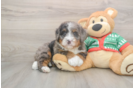 Mini Bernedoodle Pup Being Cute