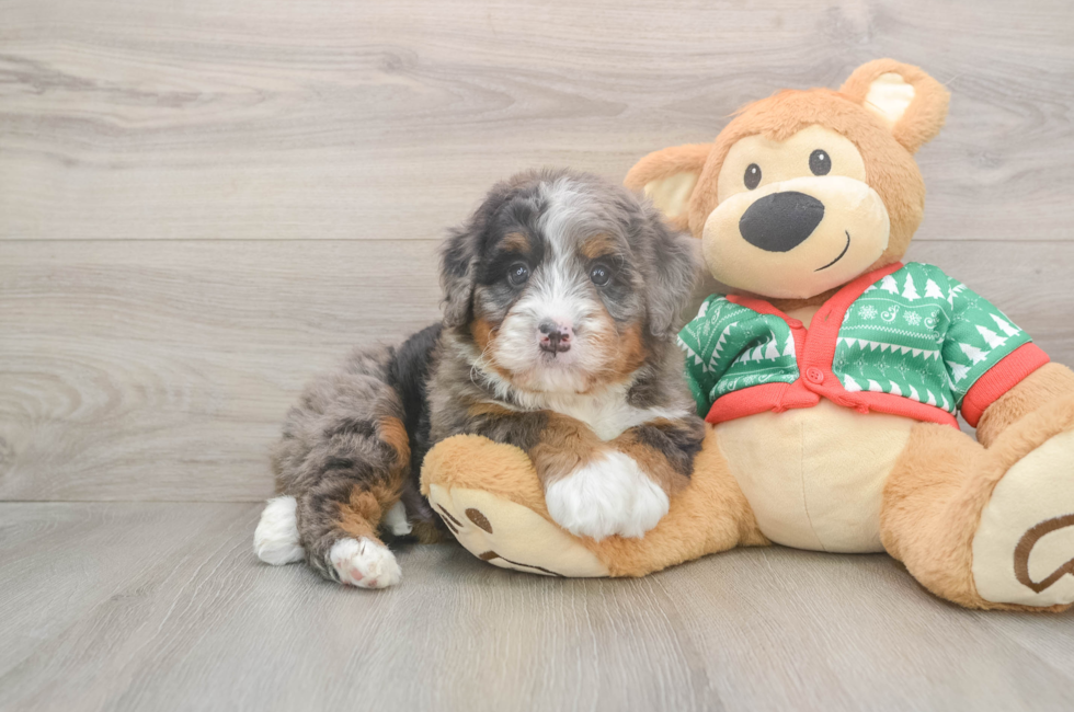 5 week old Mini Bernedoodle Puppy For Sale - Premier Pups