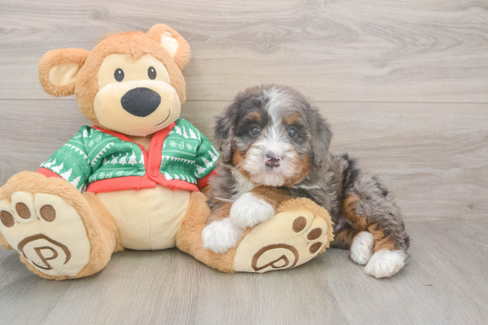 Small Mini Bernedoodle Baby