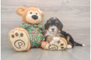 Mini Bernedoodle Pup Being Cute
