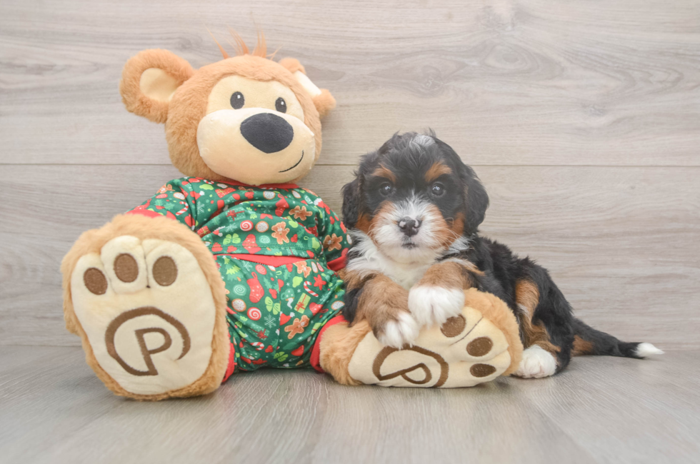 6 week old Mini Bernedoodle Puppy For Sale - Premier Pups