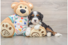 Best Mini Bernedoodle Baby