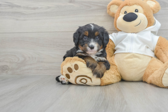 Mini Bernedoodle Pup Being Cute