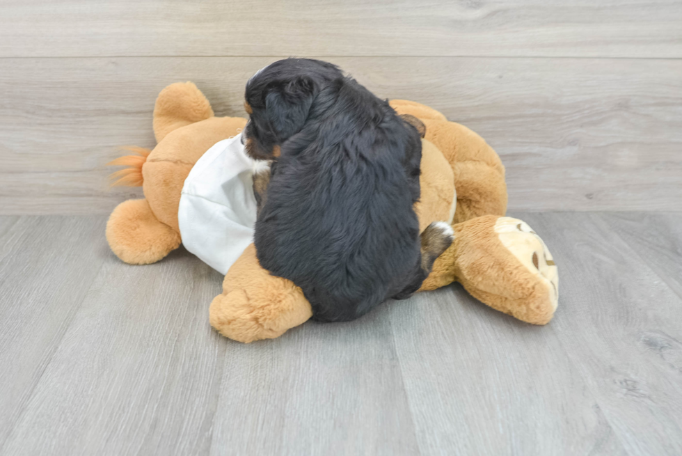 Mini Bernedoodle Puppy for Adoption